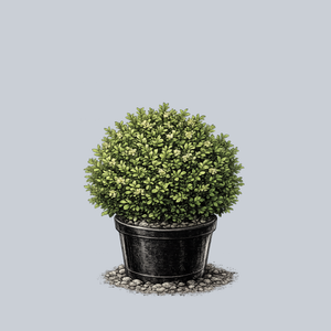 Julia Jane Boxwood