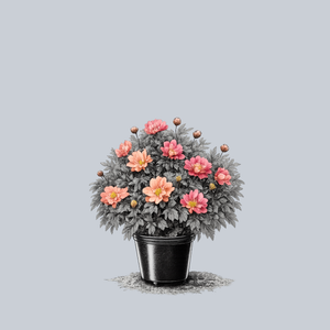 Julia Rose Itoh Peony