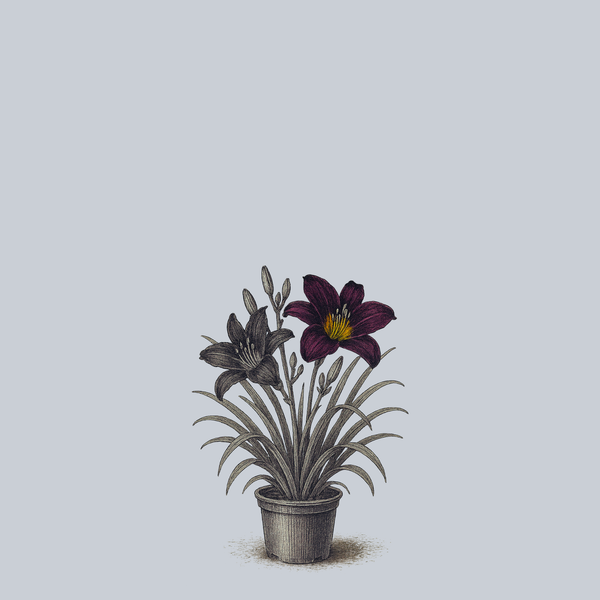 Jungle Beauty Daylily