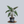 Load image into Gallery viewer, Jungle Cat Alocasia
