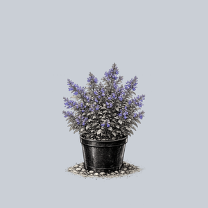 Junior Walker Catmint