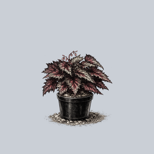 Jurassic Jr. Fire Spike Rex Begonia