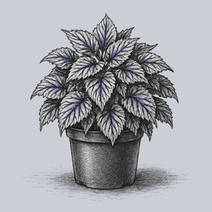 Jurassic Jr. Fire Spike Rex Begonia