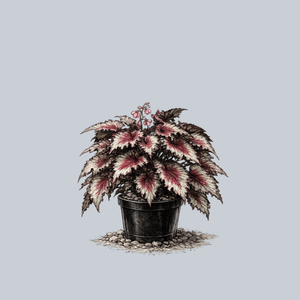 Jurassic Red Splash Rex Begonia
