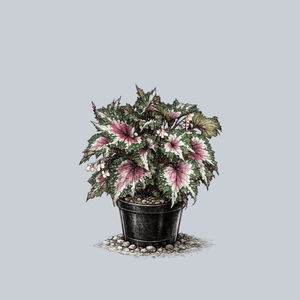 Jurassic Watermelon Rex Begonia