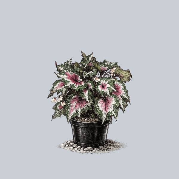 Jurassic Watermelon Rex Begonia