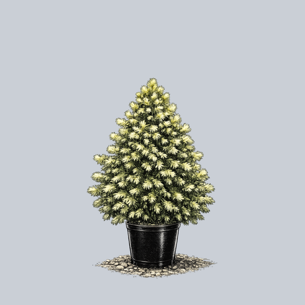 J.W. Daisy's White Spruce