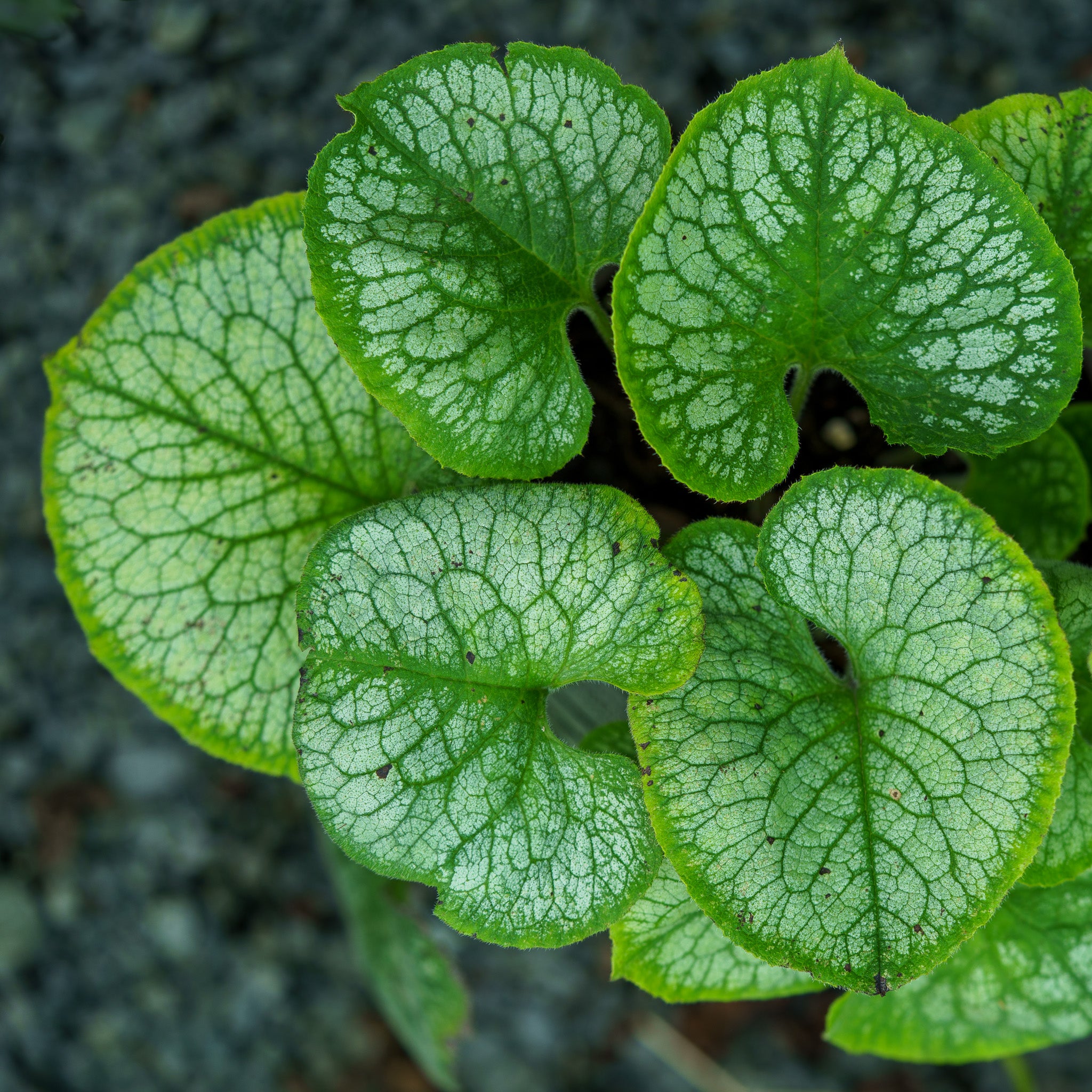 Jack Frost Brunnera – Plant Detectives