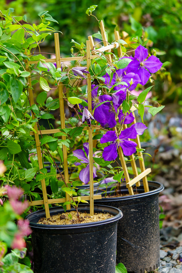 Jackman Superba Clematis