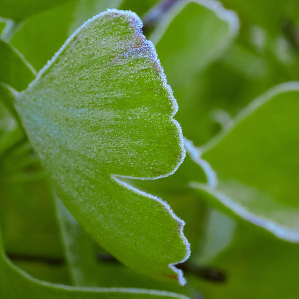 Jade Butterfly Ginkgo