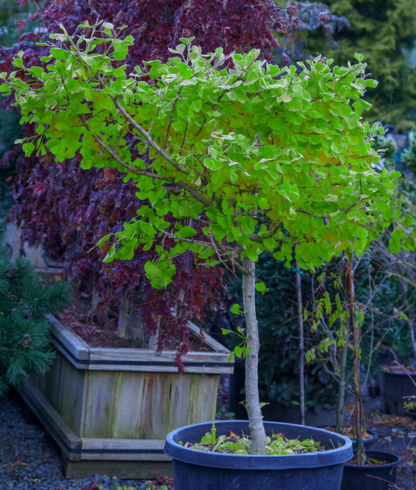 Jade Butterfly Ginkgo