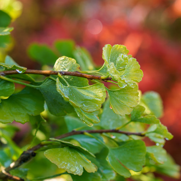 Jade Butterfly Ginkgo