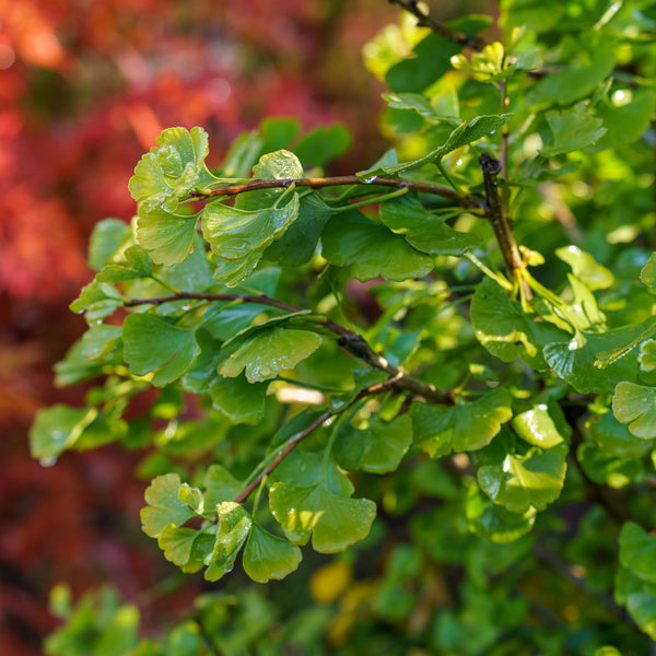 Jade Butterfly Ginkgo