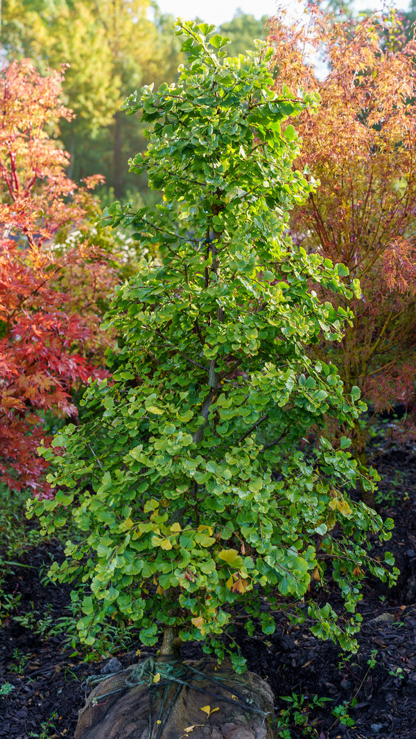 Jade Butterfly Ginkgo