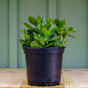 Jade - Succulents - Houseplants