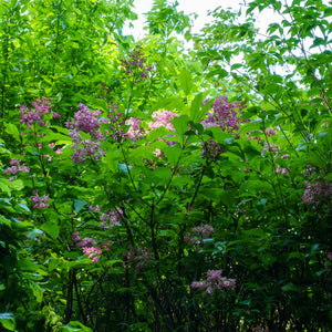 James MacFarlane Lilac - Lilac - Shrubs