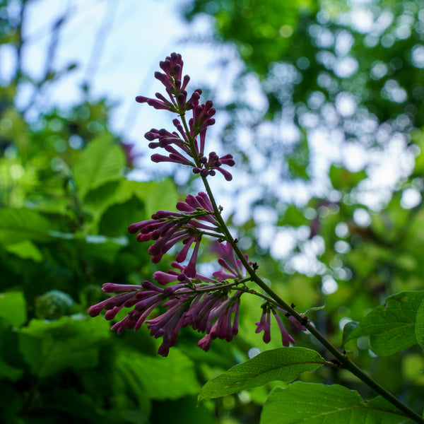 James MacFarlane Lilac - Lilac - Shrubs