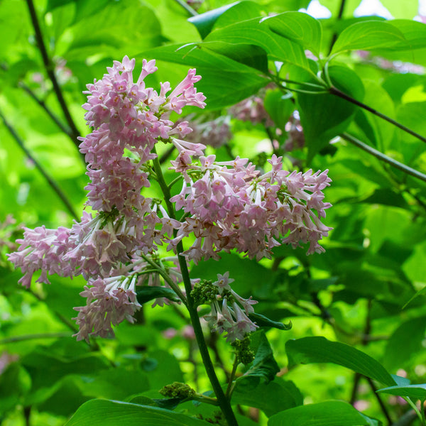 James MacFarlane Lilac - Lilac - Shrubs