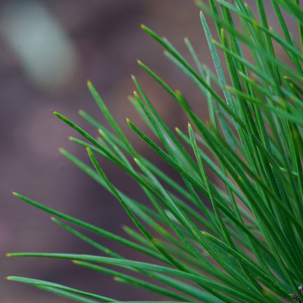 Japanese Black Pine - Pine - Conifers