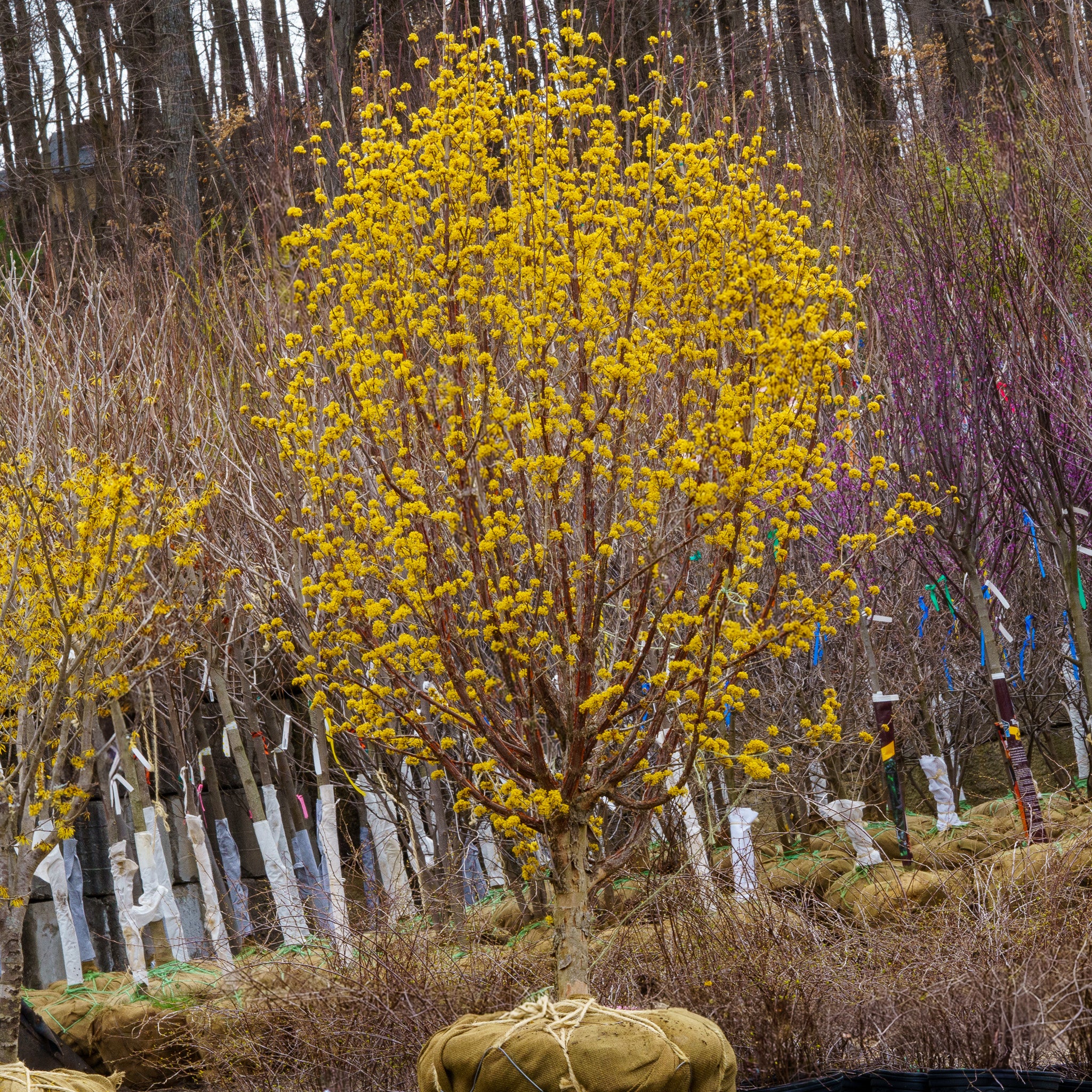 Japanese Cornelian Cherry – Plant Detectives