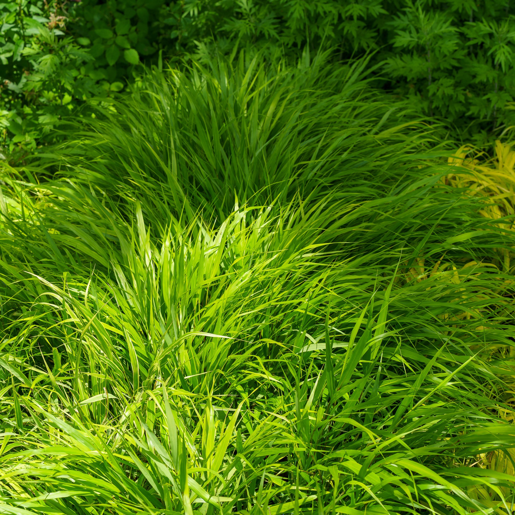 Japanese Forest Grass – Plant Detectives
