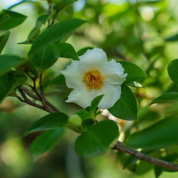 Japanese Stewartia