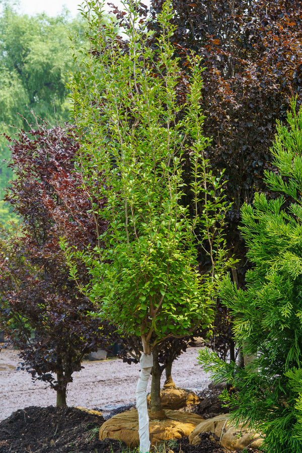 Japanese Stewartia - Other Flowering Trees - Flowering Trees