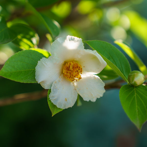 Japanese Stewartia