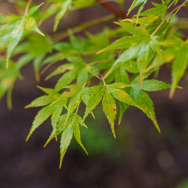 Japanese Sunrise Japanese Maple