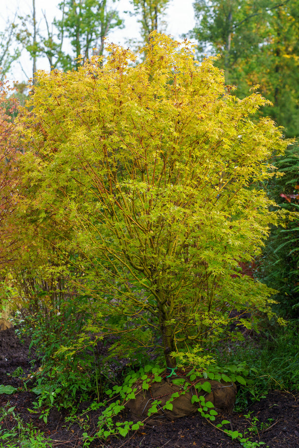 Japanese Sunrise Japanese Maple