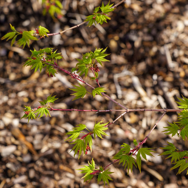 Japanese Sunrise Japanese Maple - Japanese Maple - Japanese Maples