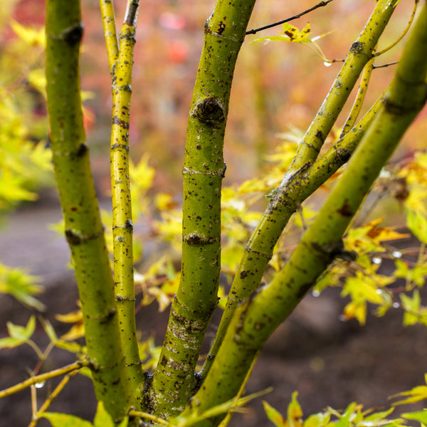 Japanese Sunrise Japanese Maple