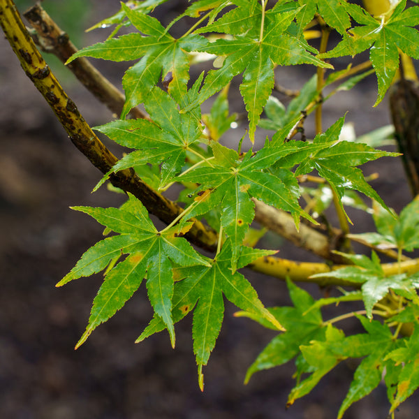 Japanese Sunrise Japanese Maple