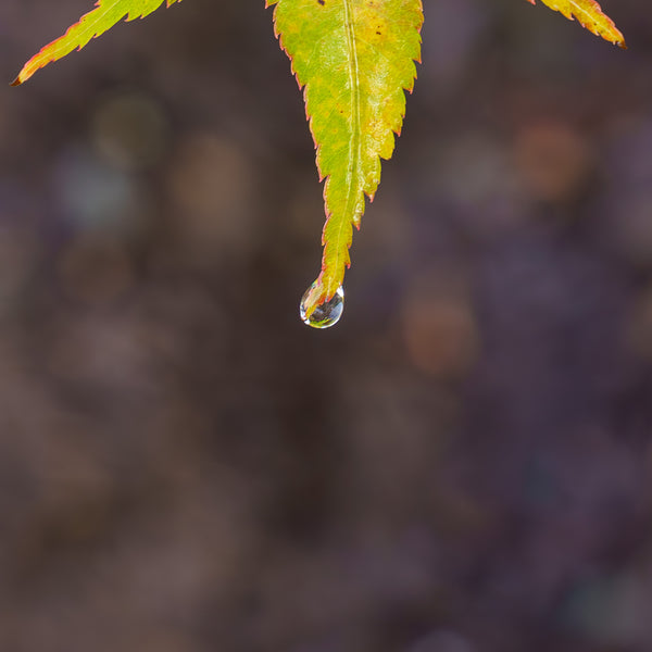 Japanese Sunrise Japanese Maple