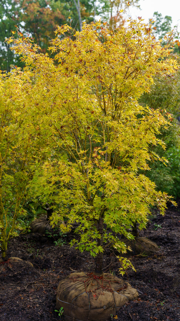 Japanese Sunrise Japanese Maple