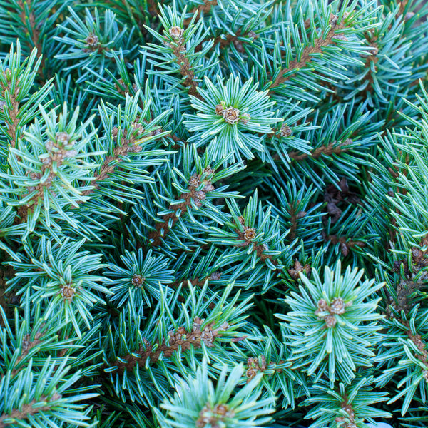 Jasper Engelmann Spruce