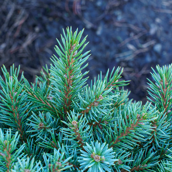 Jasper Engelmann Spruce