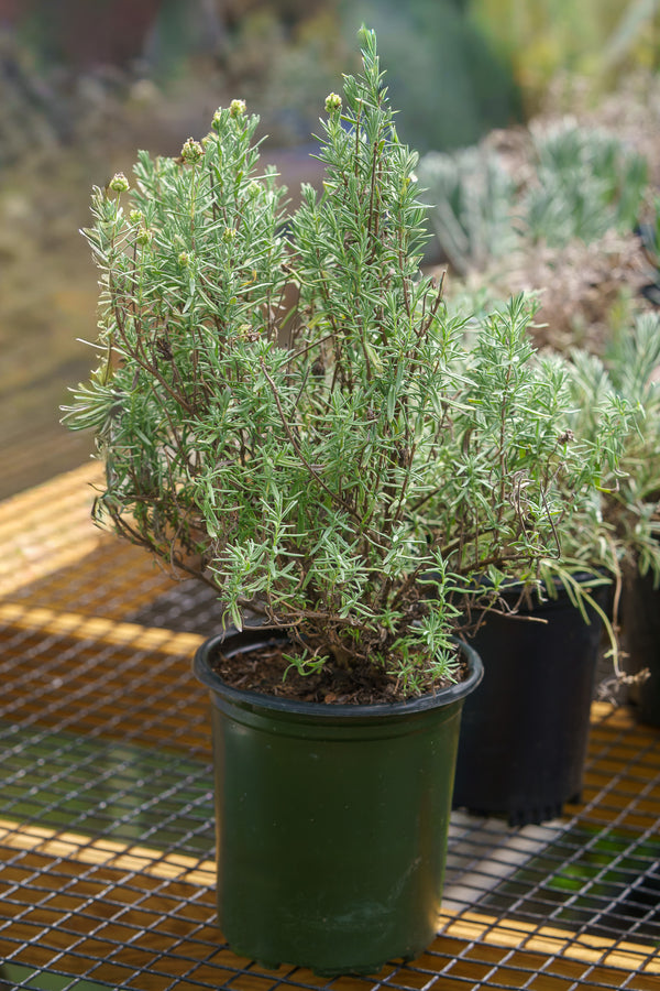 Javelin Forte White Spanish Lavender