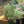 Load image into Gallery viewer, Javelin Forte White Spanish Lavender
