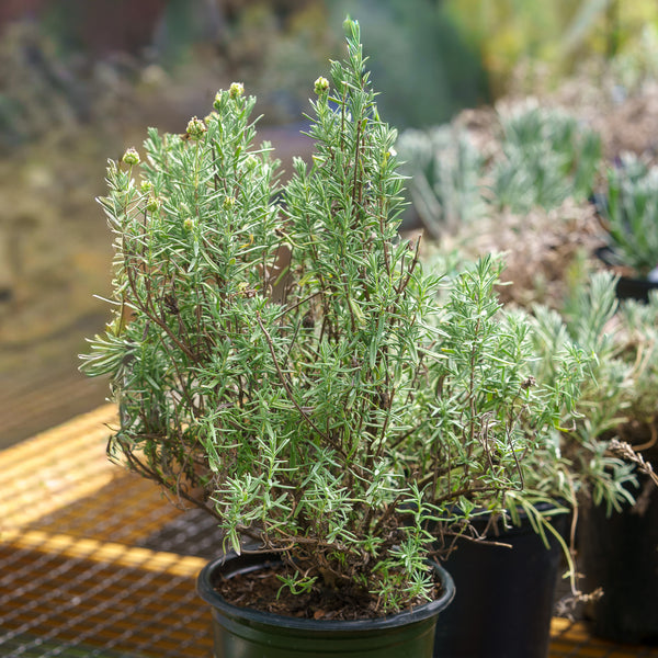 Javelin Forte White Spanish Lavender