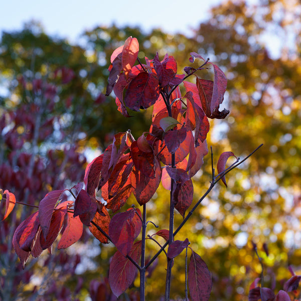 Jean's Appalachian Snow Dogwood