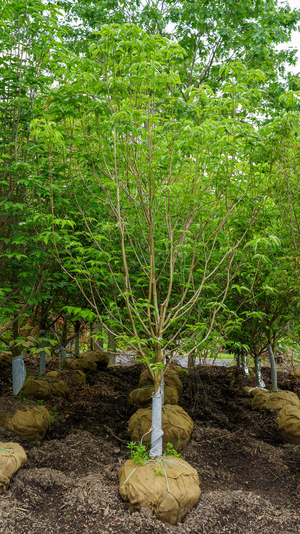 Jean's Appalachian Snow Dogwood