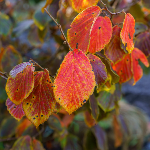 Jelena Witch Hazel