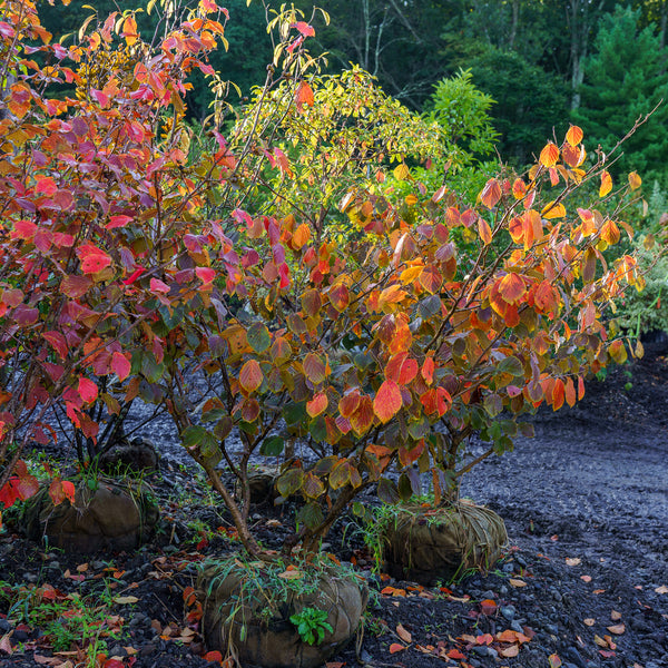 Jelena Witch Hazel