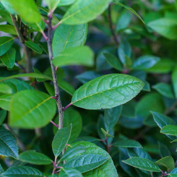 Jim Dandy Winterberry Holly