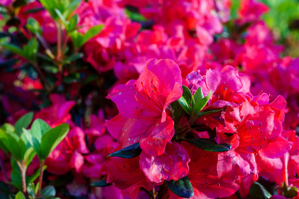 Johanna Evergreen Azalea - Azalea - Shrubs