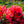 Load image into Gallery viewer, Johanna Evergreen Azalea - Azalea - Shrubs
