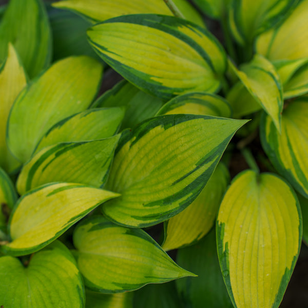 June Hosta