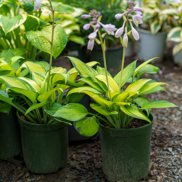 June Hosta