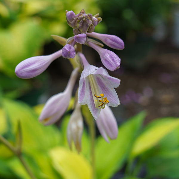 June Hosta